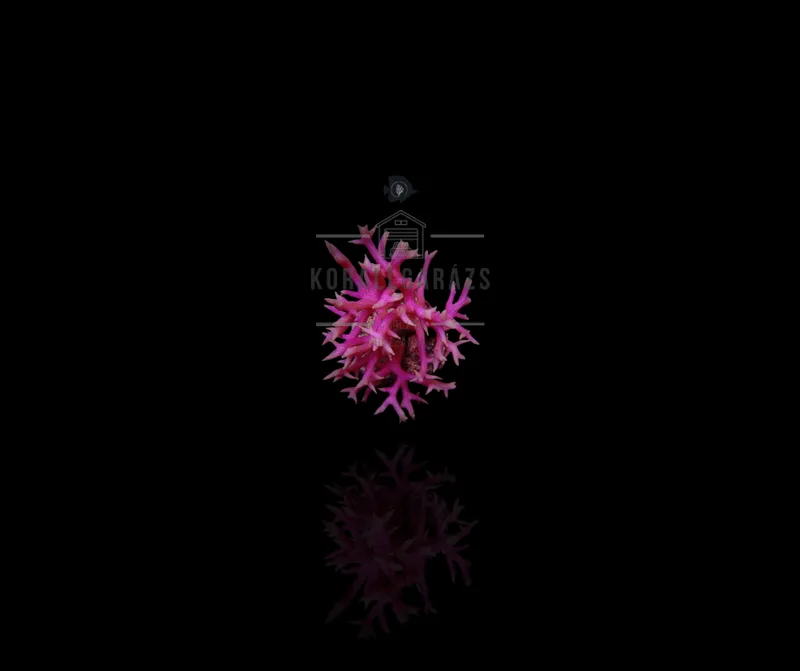 Seriatopora Hystrix (Pink)
